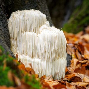 5 Ways in Which Lion's Mane Mushroom is Good for Your Mental and Physical Stamina