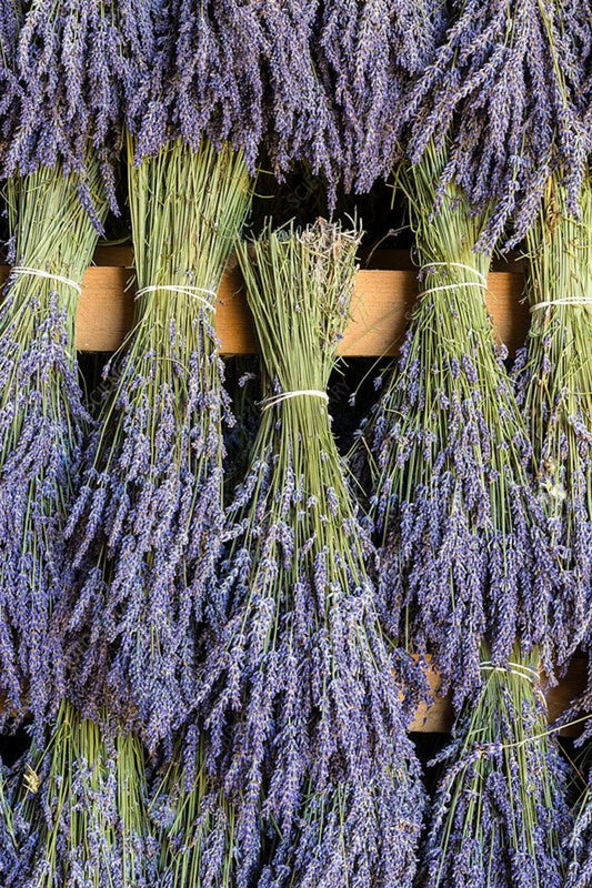 English Lavender Bunches