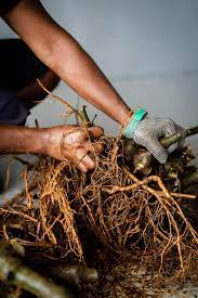 Kava Root Drops